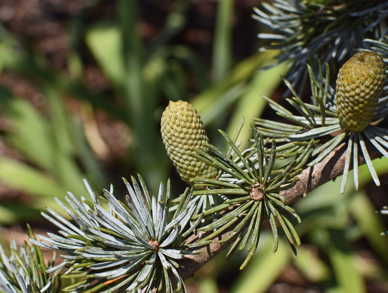 weeping spruce new cones cones spruce free photo