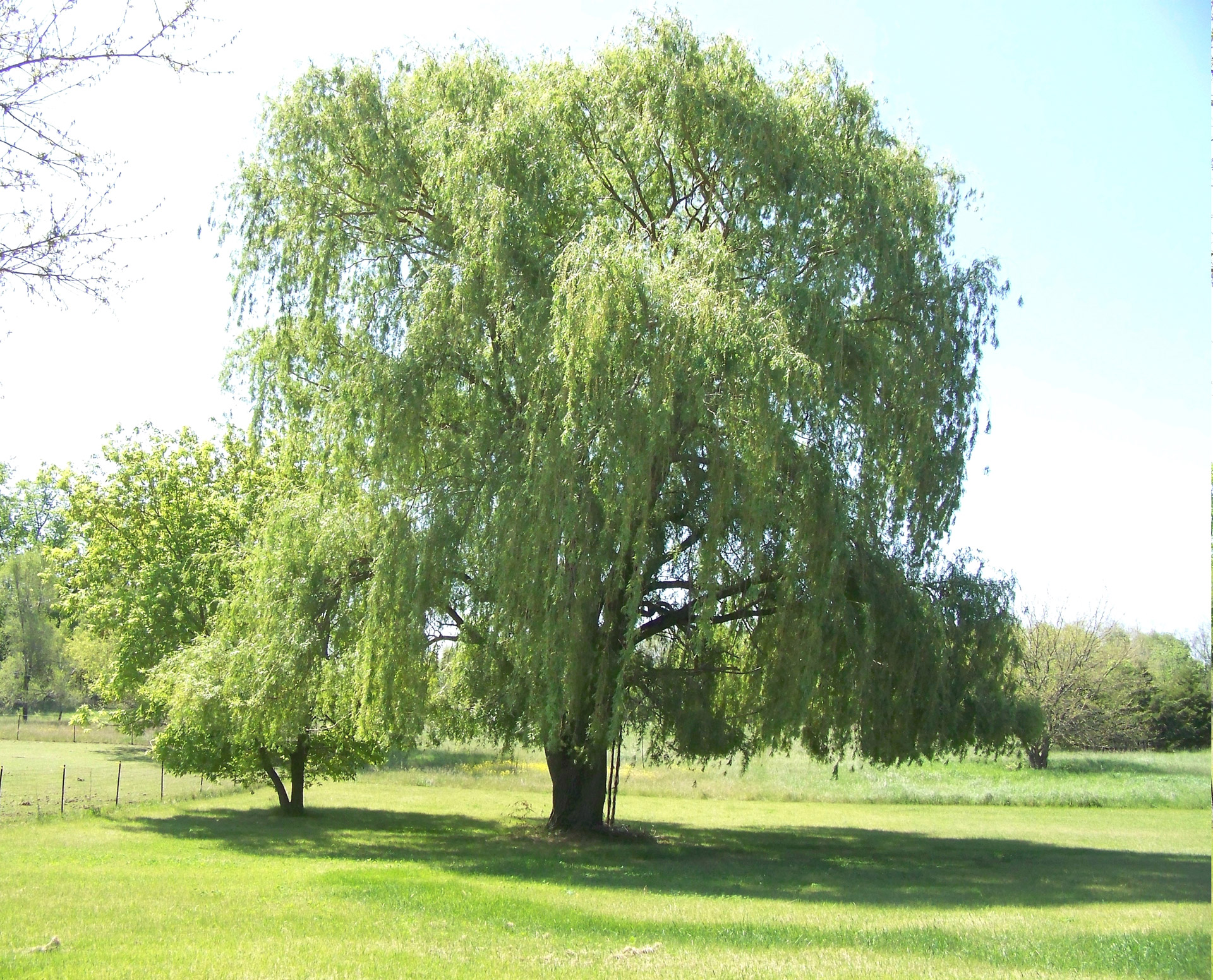 weeping willow tree background free photo