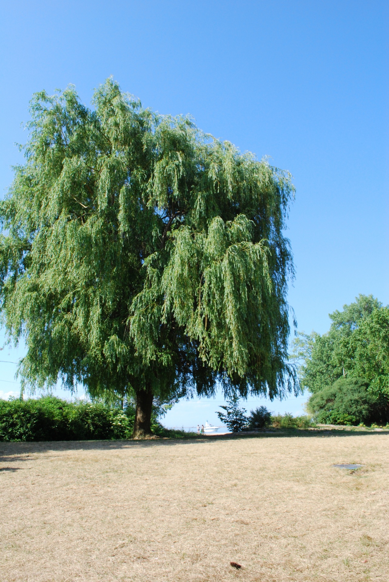 tree willow summer free photo