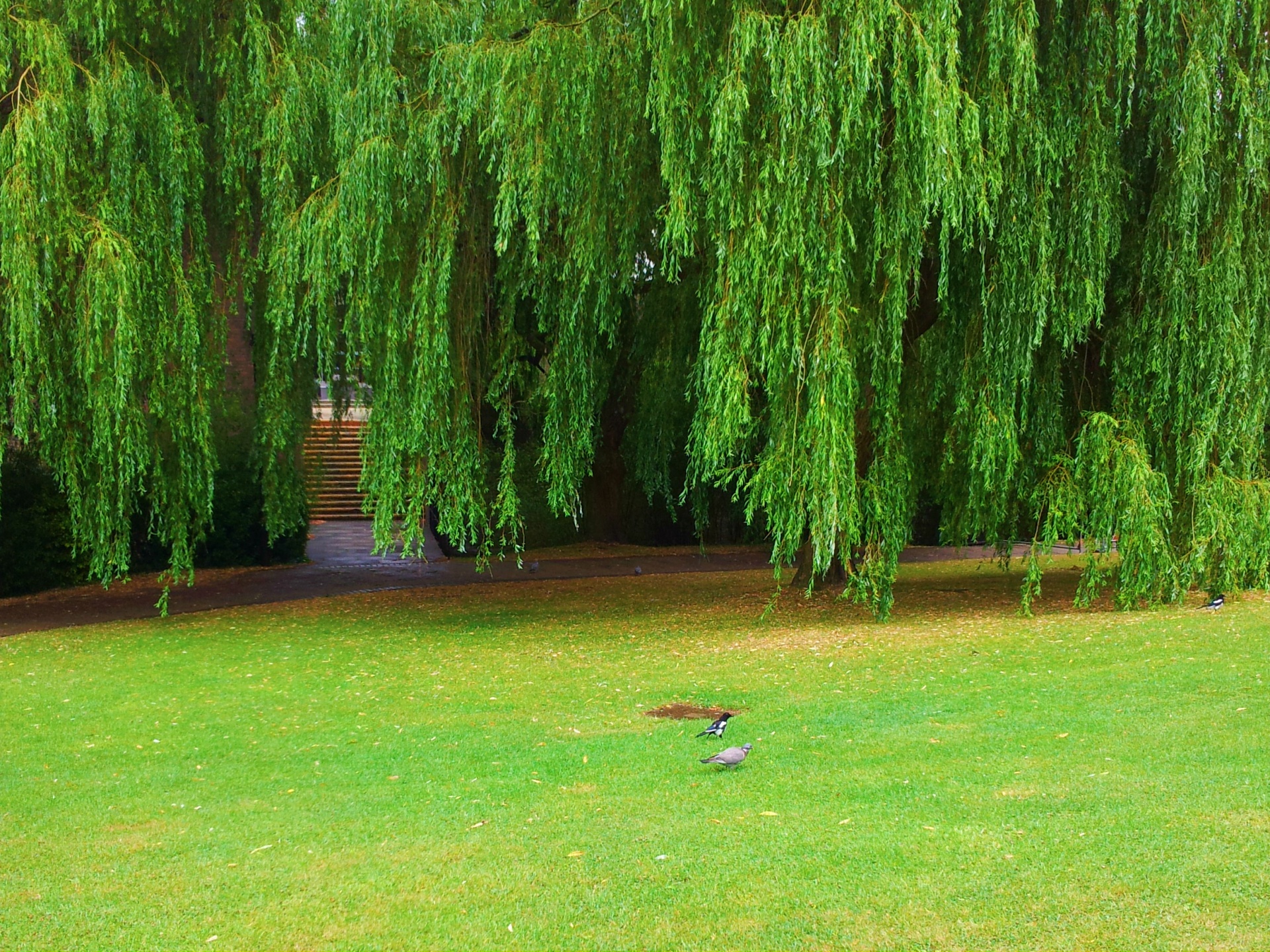 weeping willow tree free photo