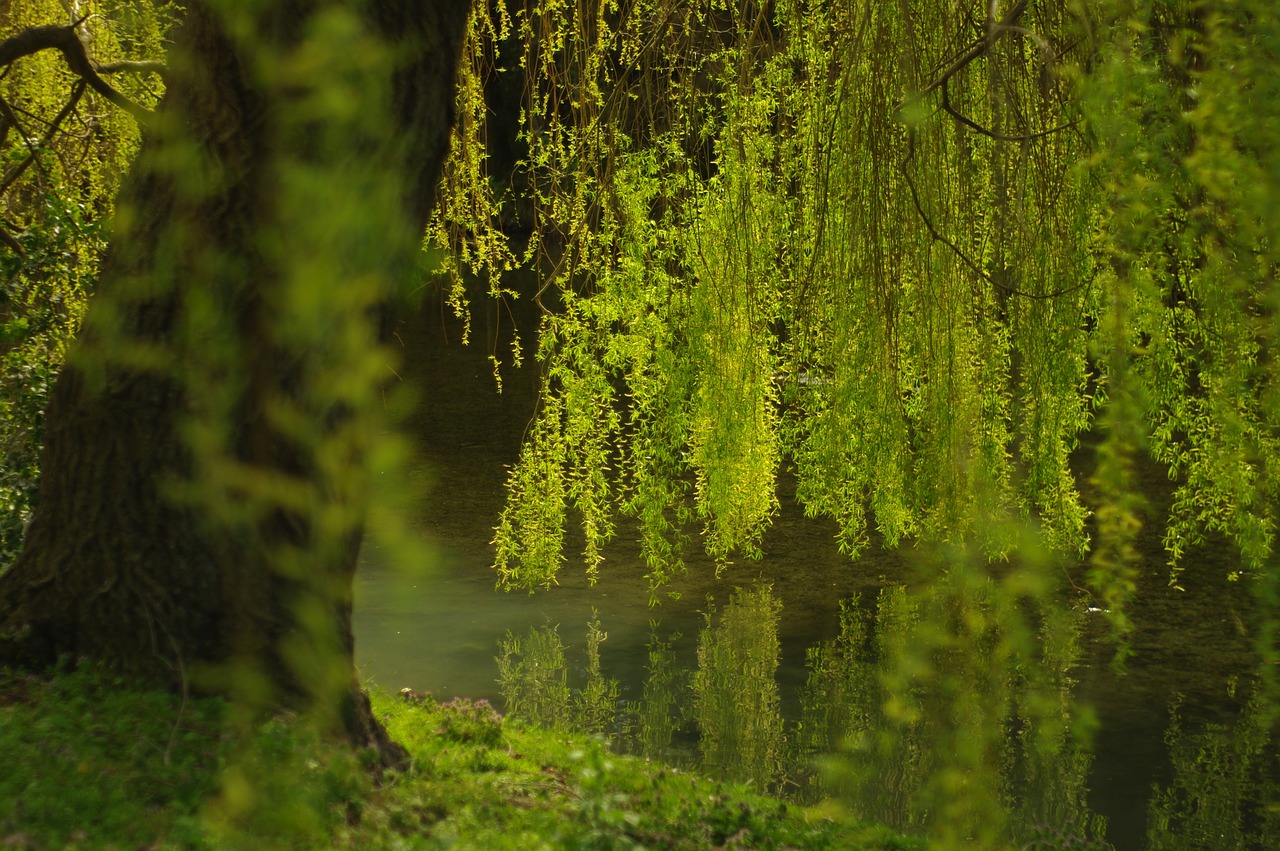 weeping willow green water free photo