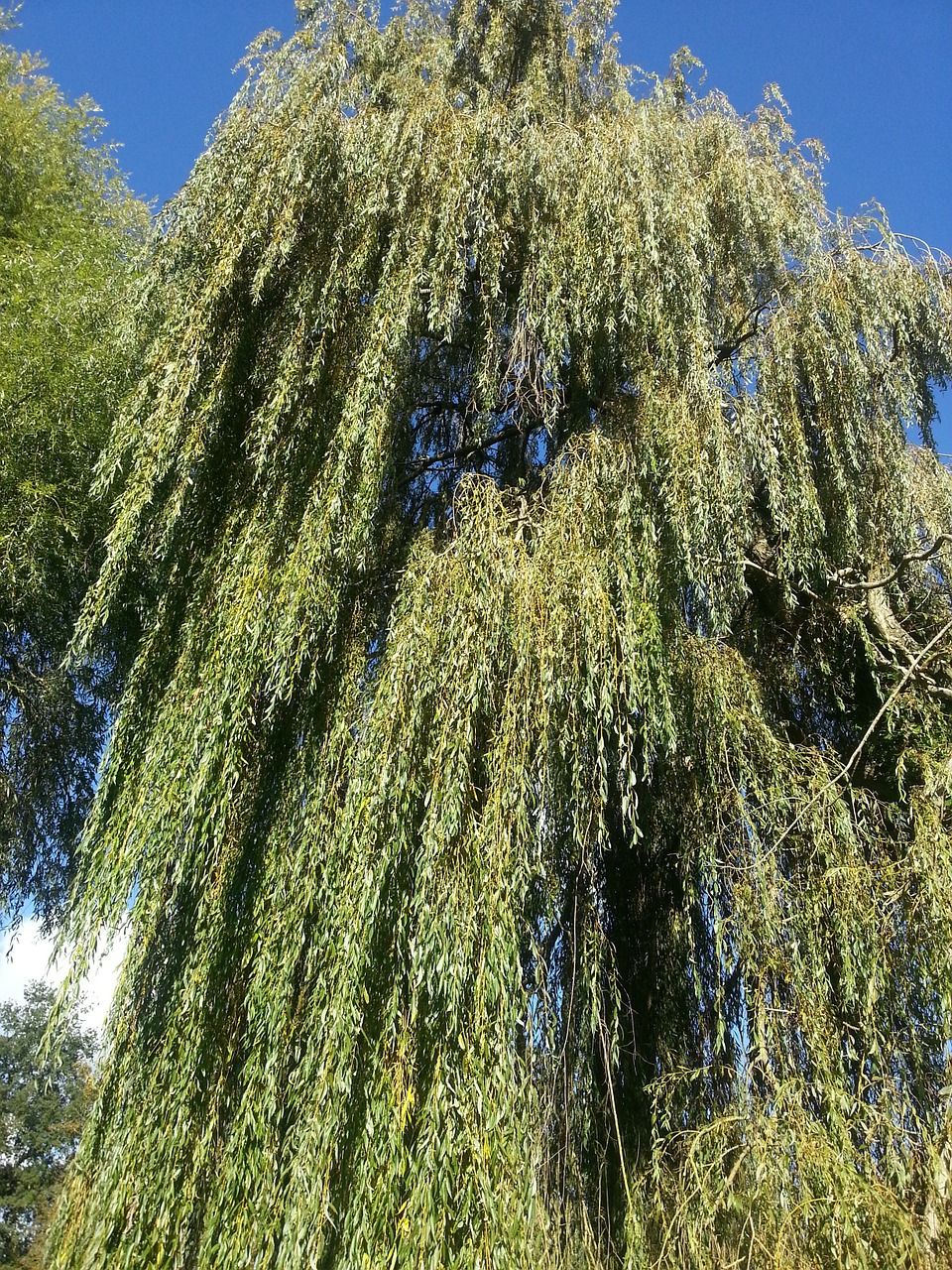 weeping willow tree leaf free photo