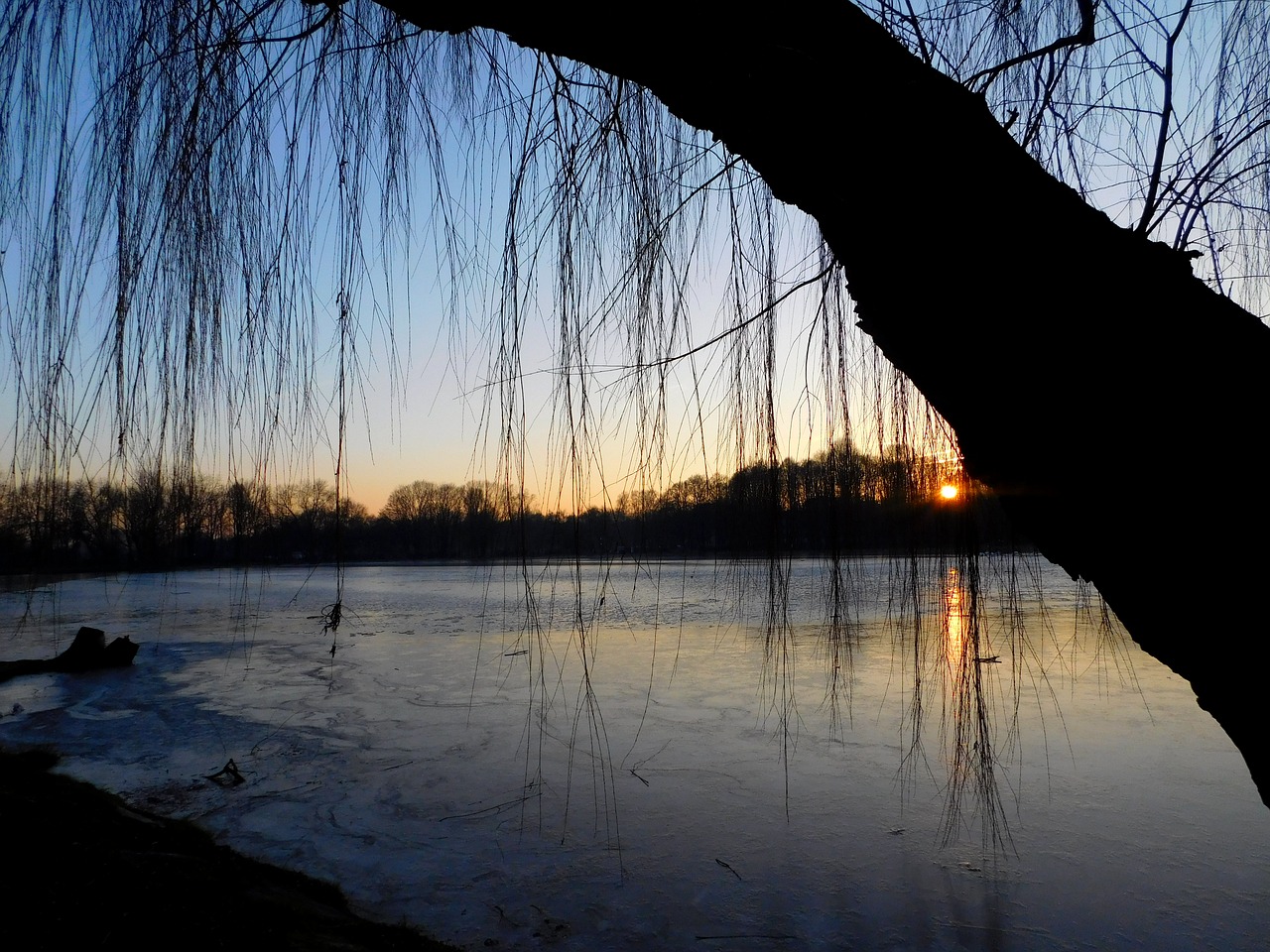 weeping willow sunset waters free photo