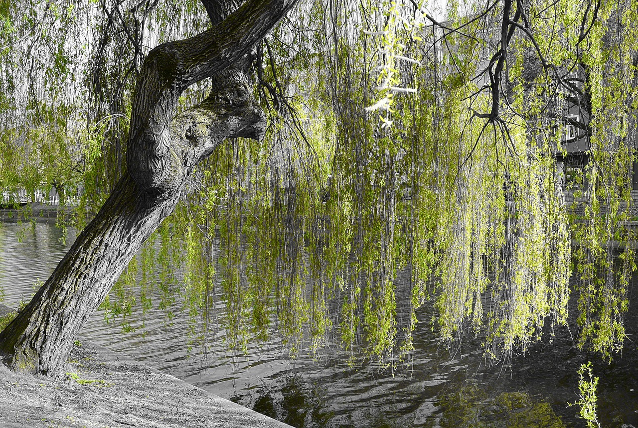 weeping willow nature green free photo