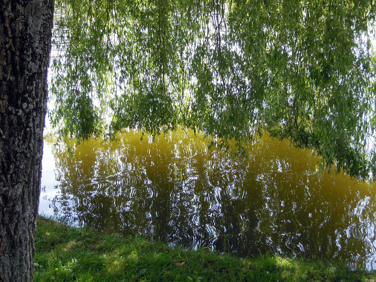 weeping willow water mirroring free photo