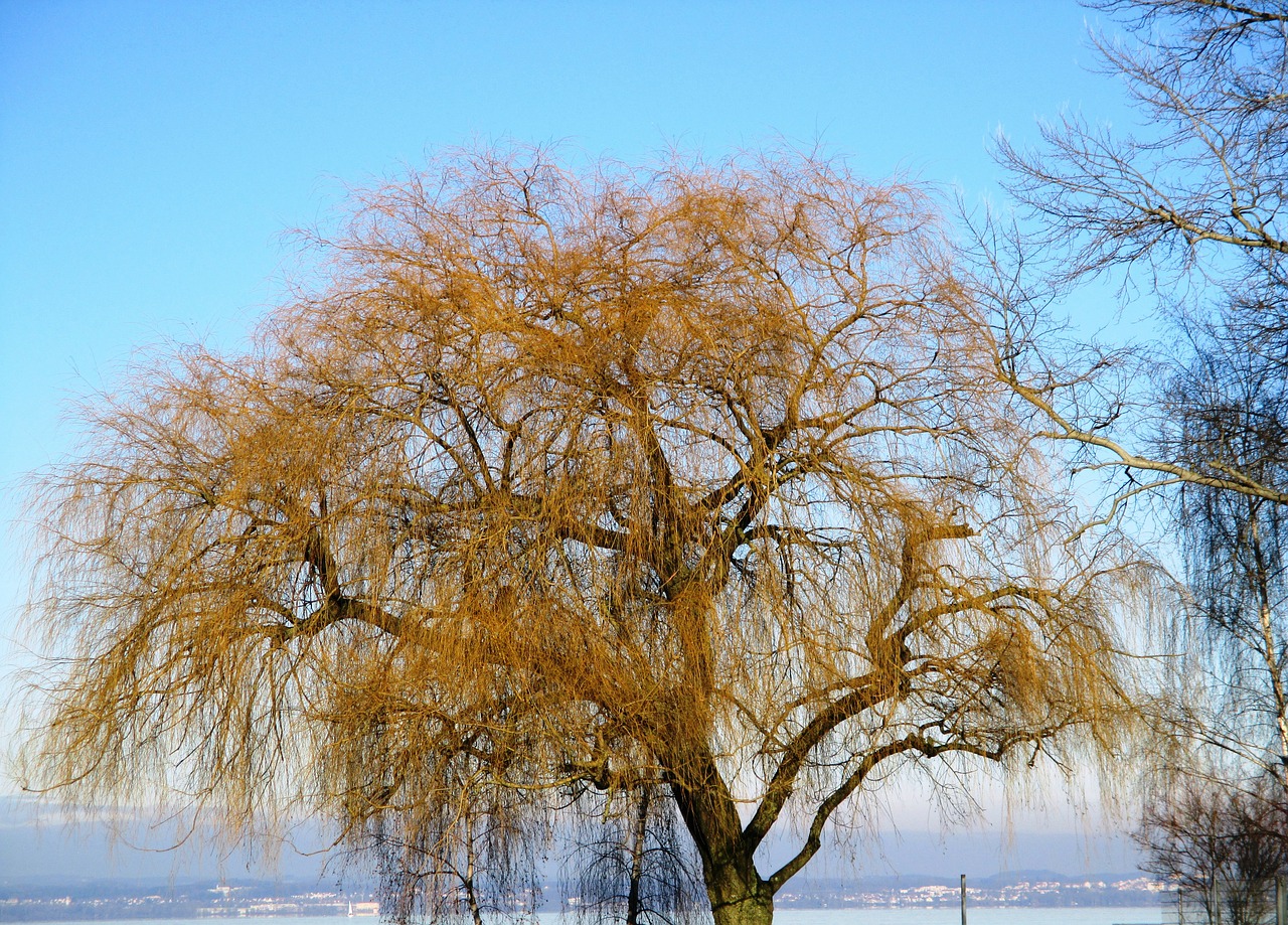 weeping willow pasture tree free photo