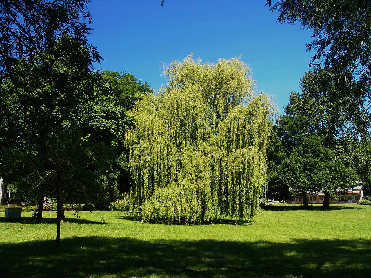 weeping willow garden spring free photo