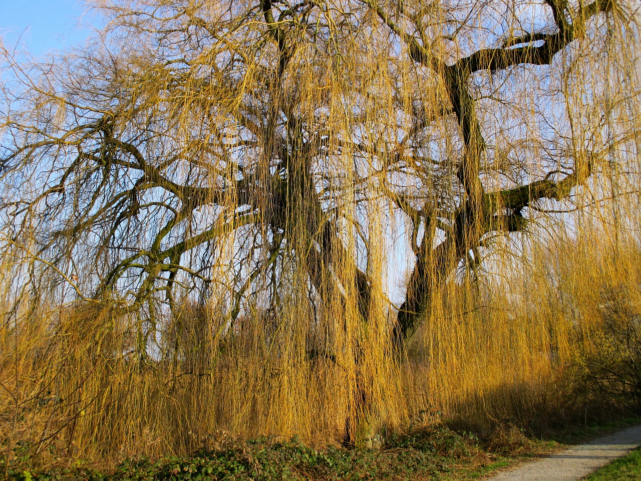 weeping willow pasture tree free photo