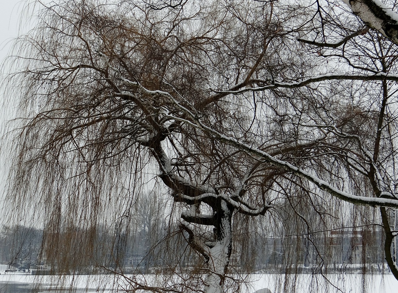 weeping willow ripe wintry free photo