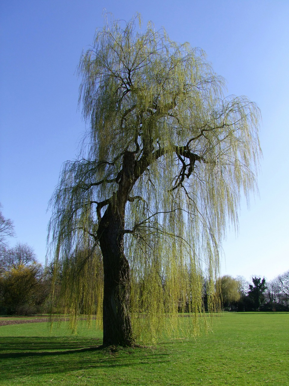 weeping willow pasture tree free photo
