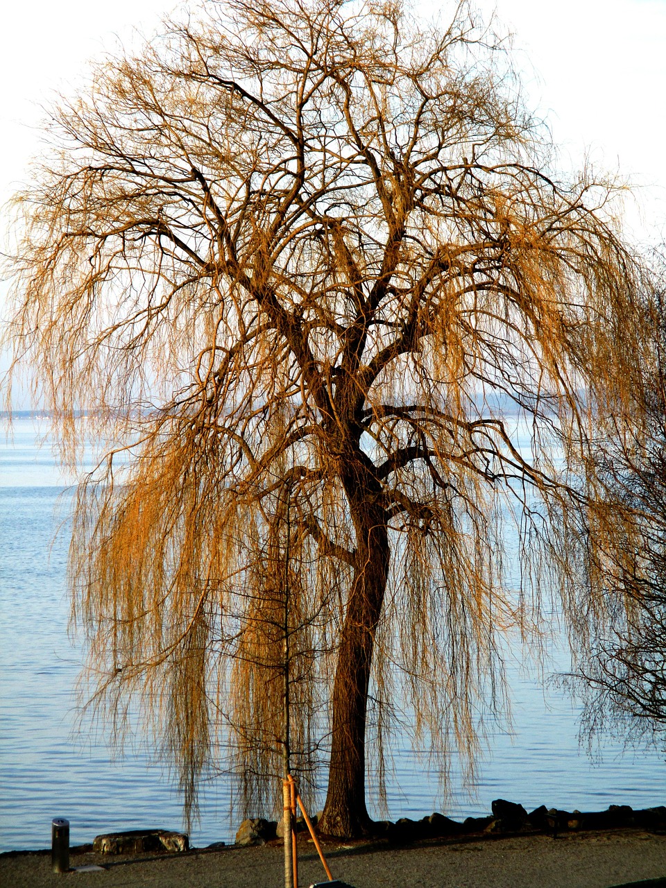 weeping willow tree bank free photo