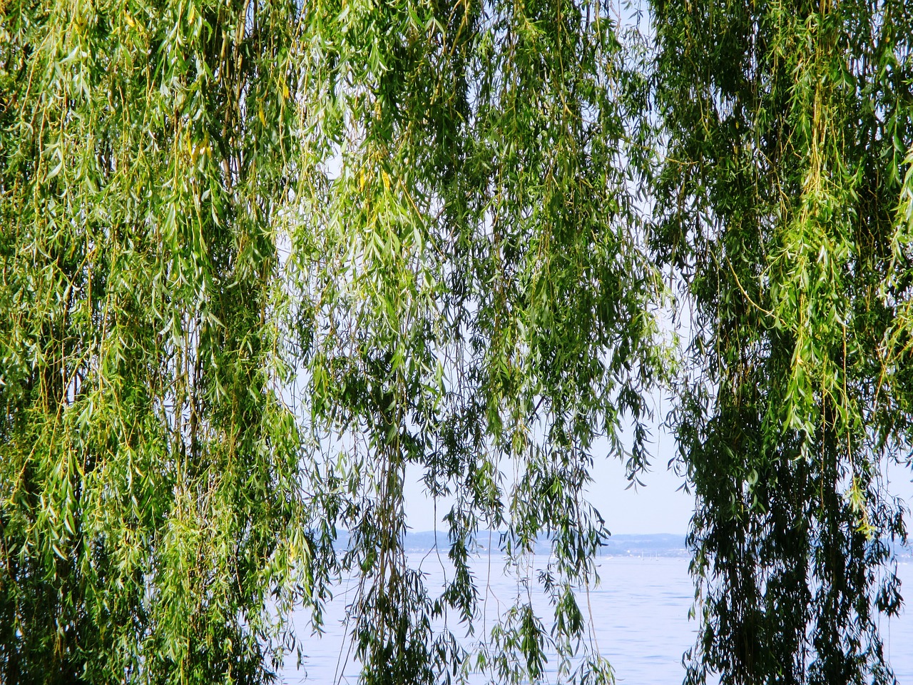 weeping willow tree leaves free photo