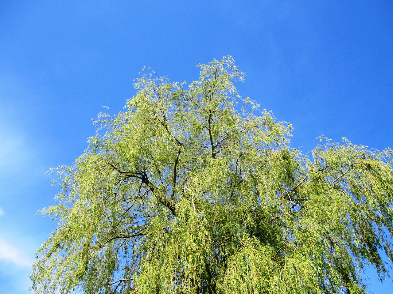 weeping willow tree leaves free photo