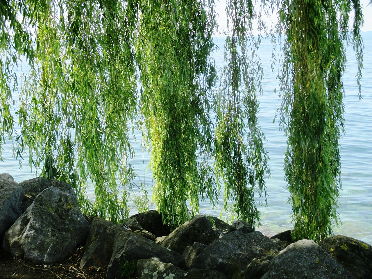 weeping willow tree hanging branches free photo