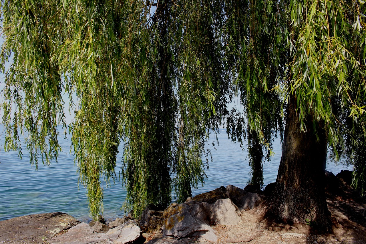 weeping willow tree atmosphere free photo