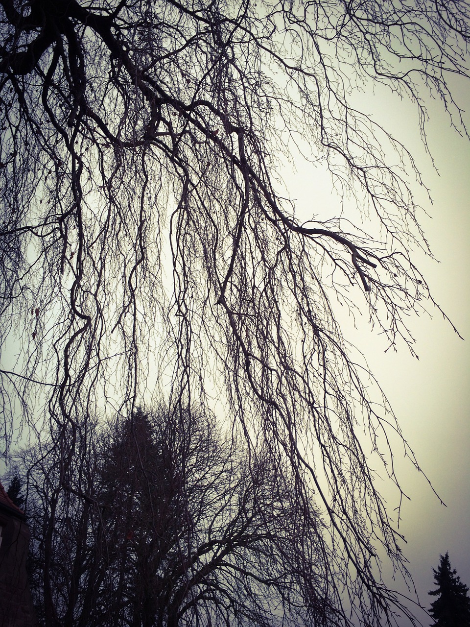 weeping willow kahl tree free photo