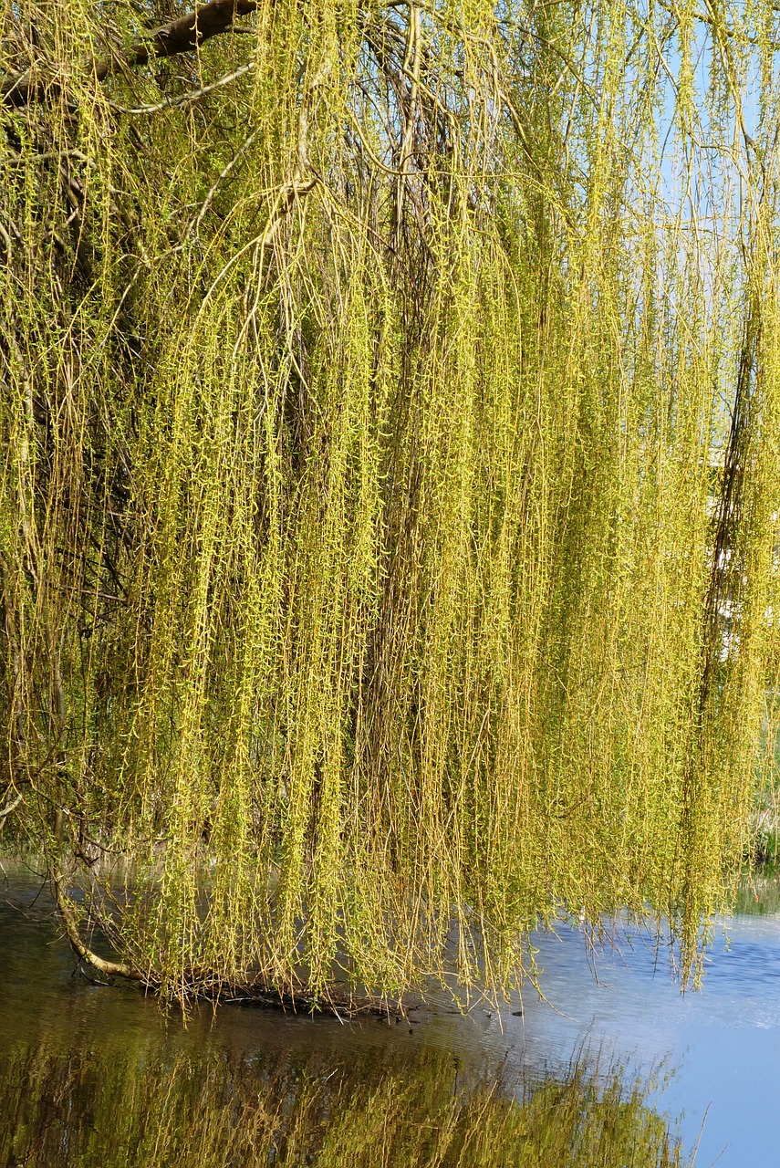 weeping willow  branches  branch free photo