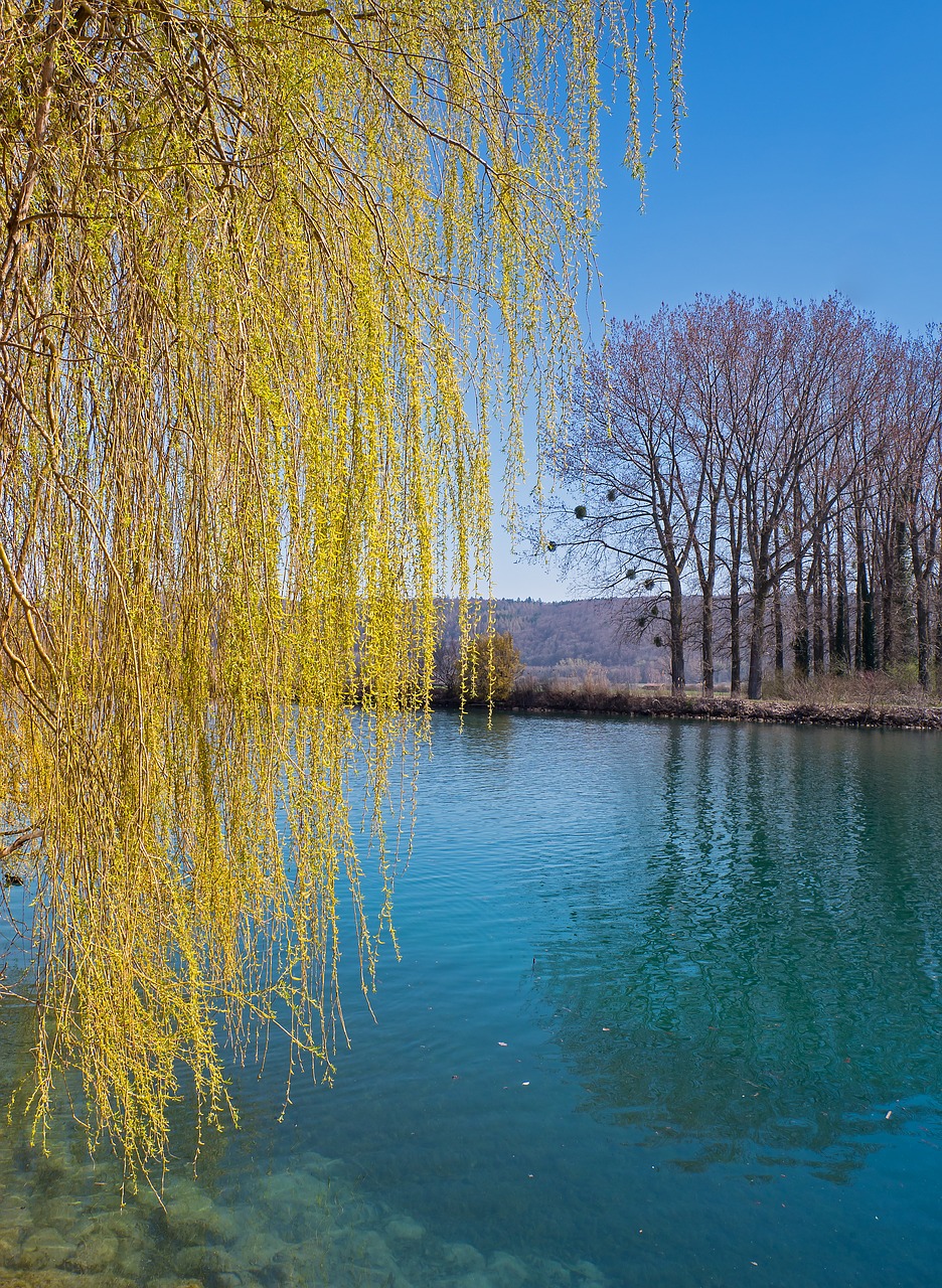 weeping willow  pasture  river free photo
