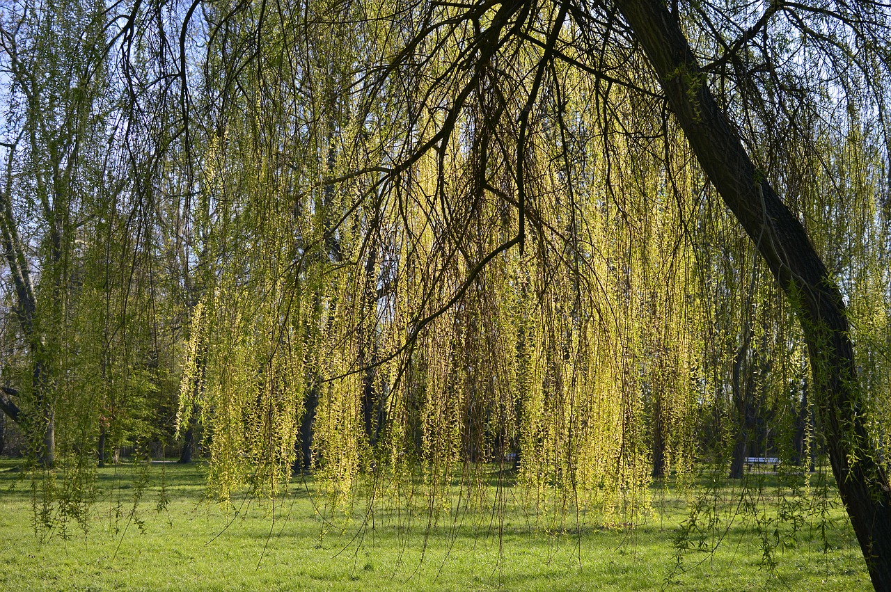weeping willow  salix babylonica  pasture free photo