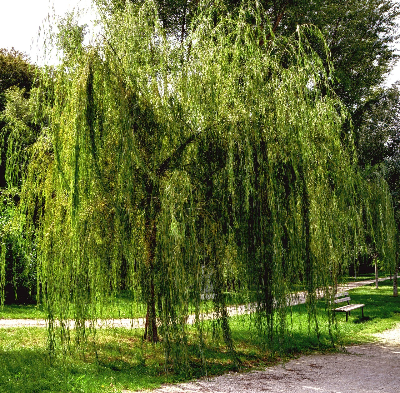 weeping willow garden nature free photo