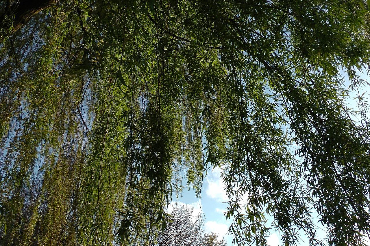 weeping willow pasture baumm free photo