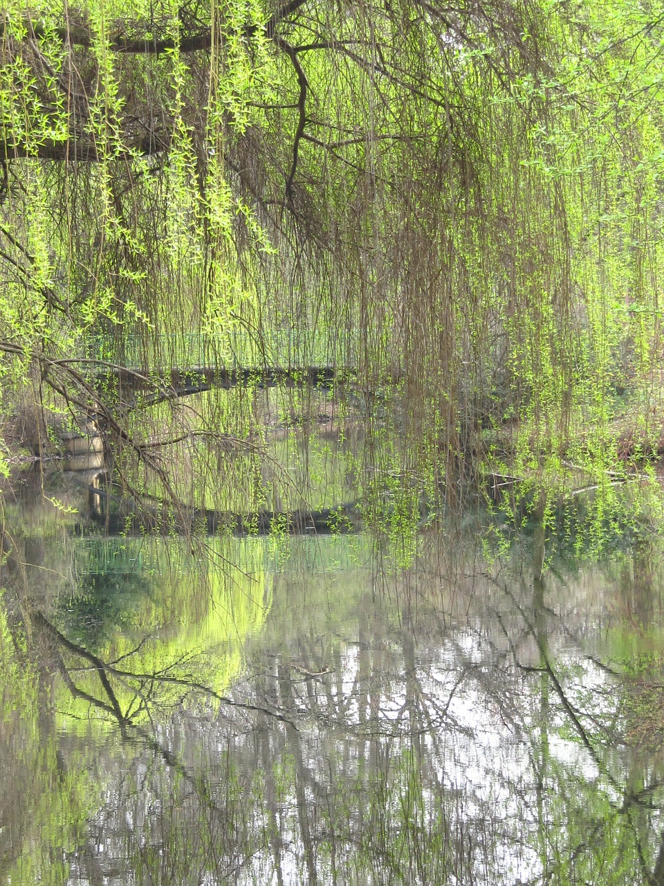 weeping willow tiergarten berlin free photo