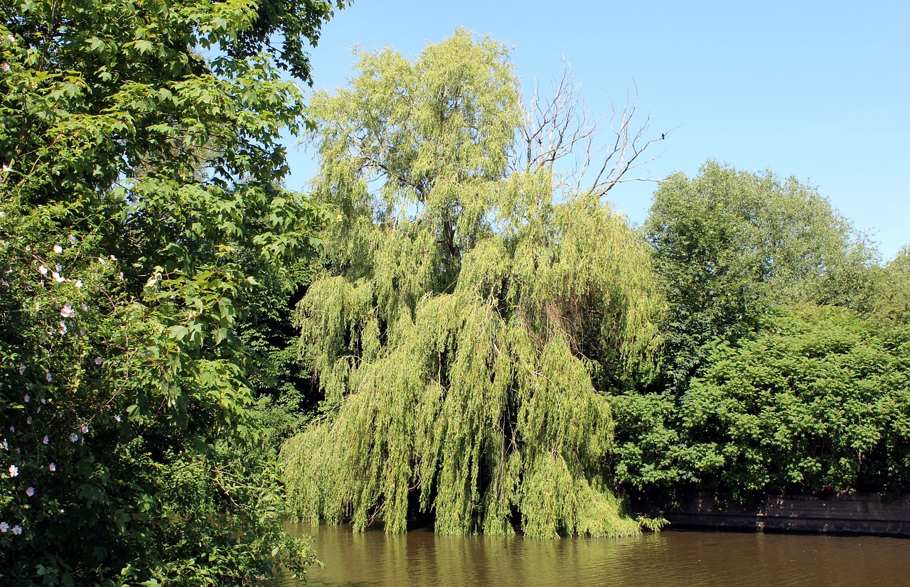 weeping willow graze green free photo