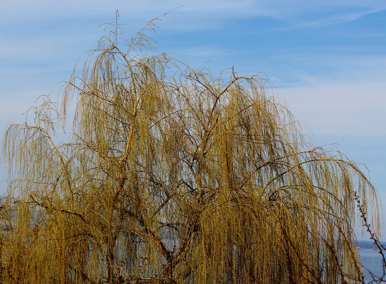 weeping willow pasture tree free photo