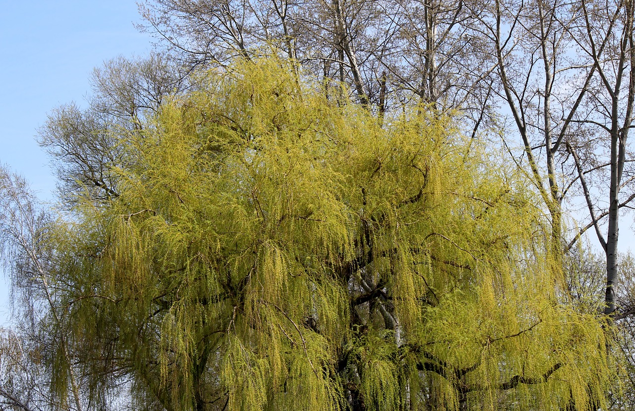 weeping willow trees spring free photo