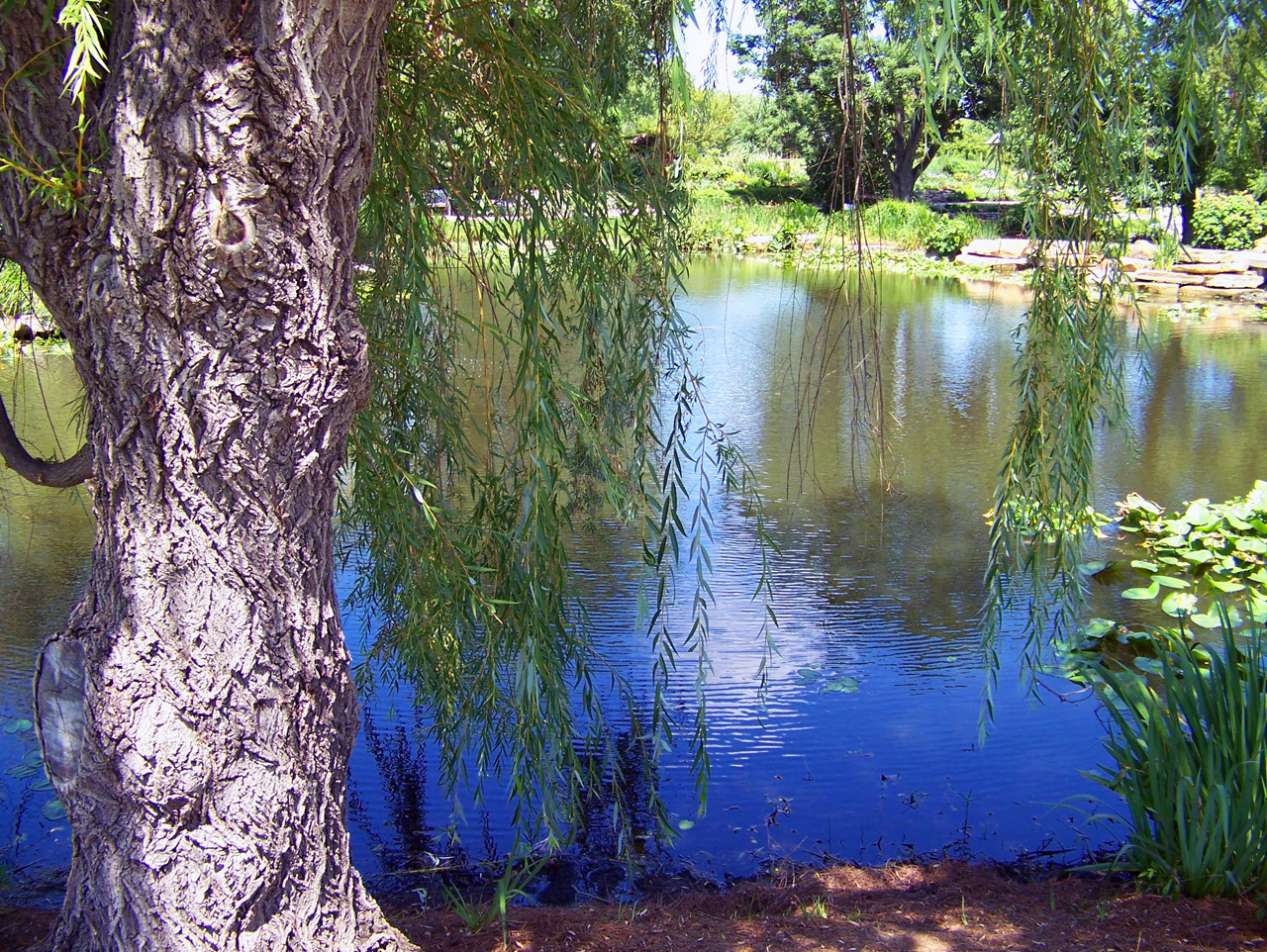 weeping willow pond free photo