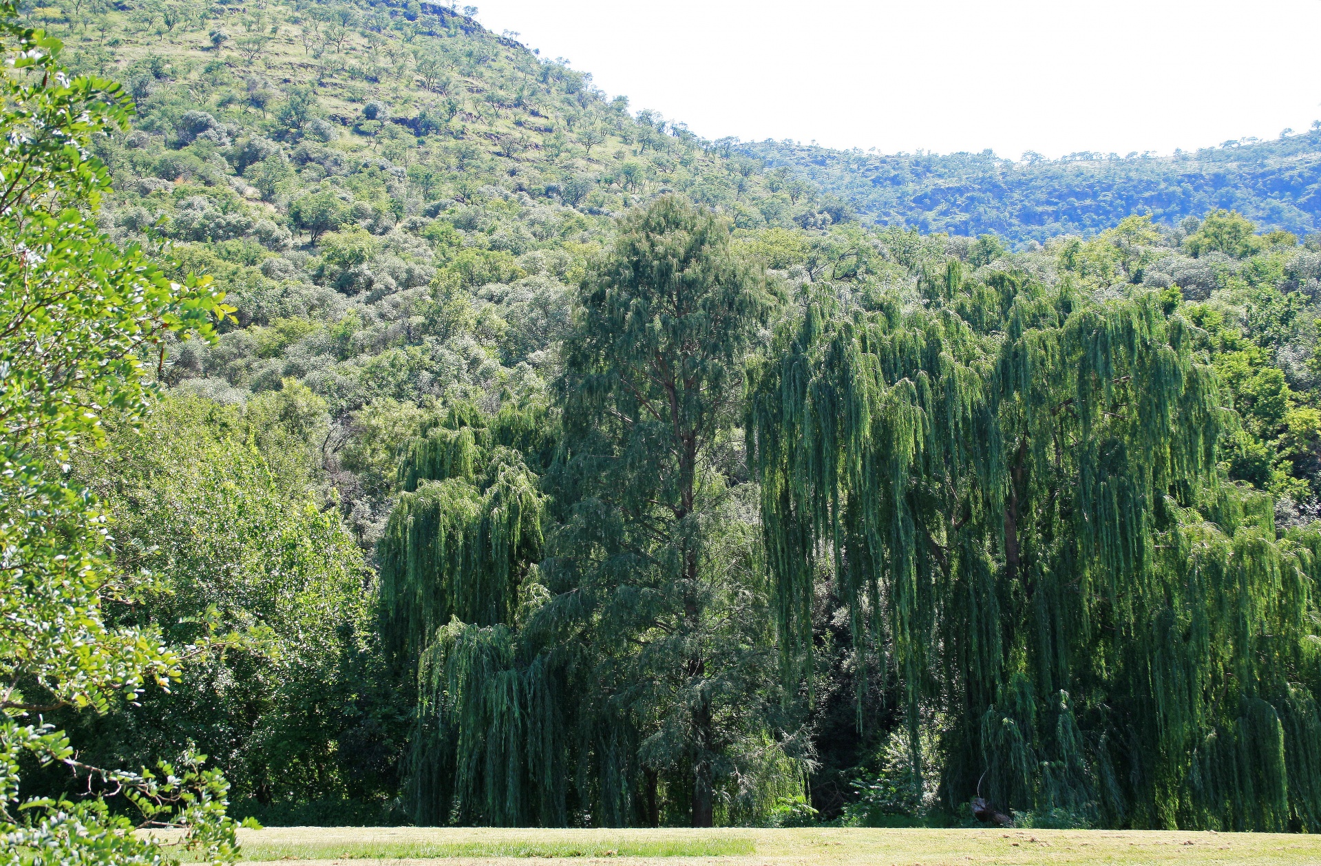 trees willows riverbank free photo