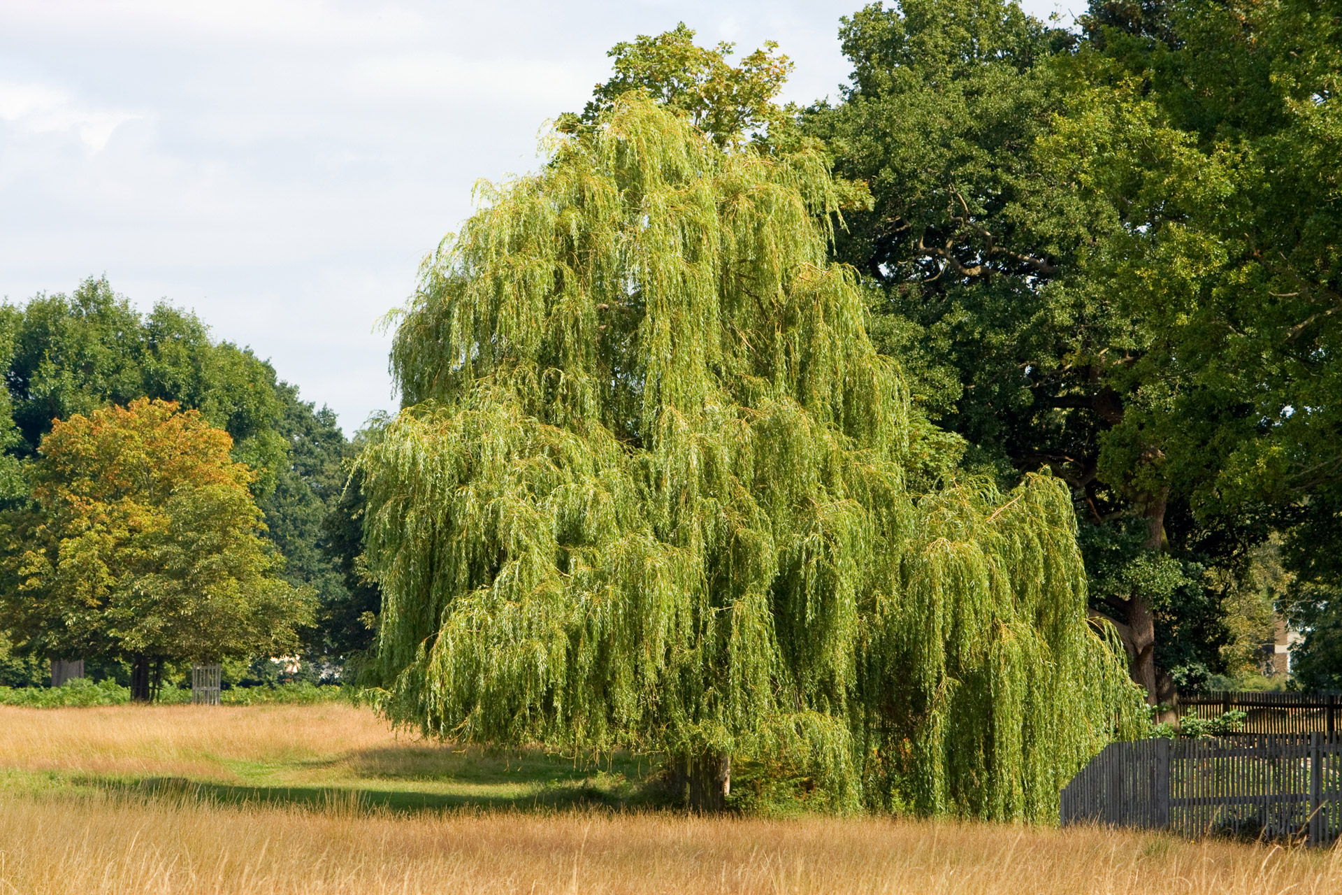 weeping willow willow tree free photo