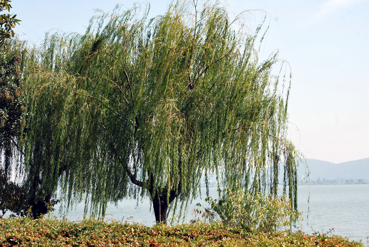 tree weeping willow free photo