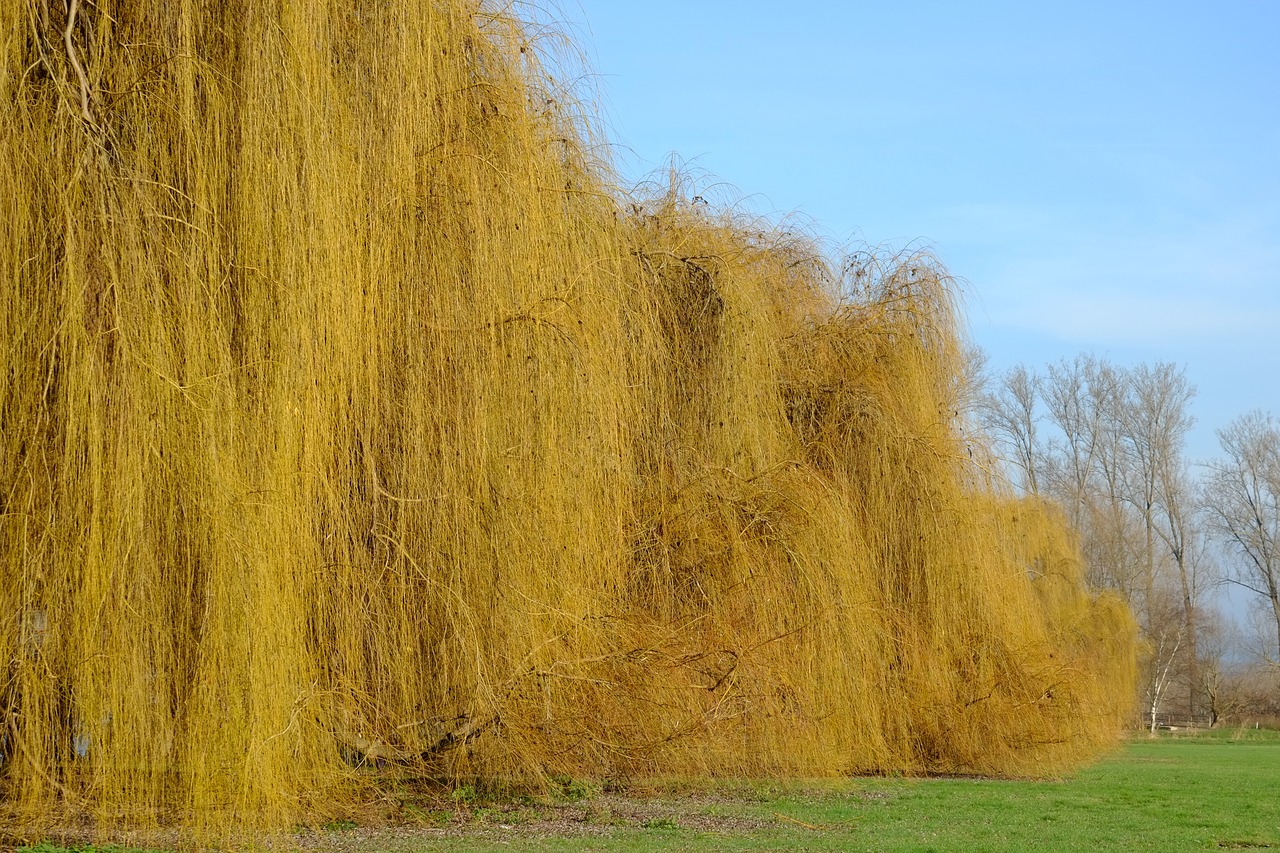 weeping willows trees pasture free photo