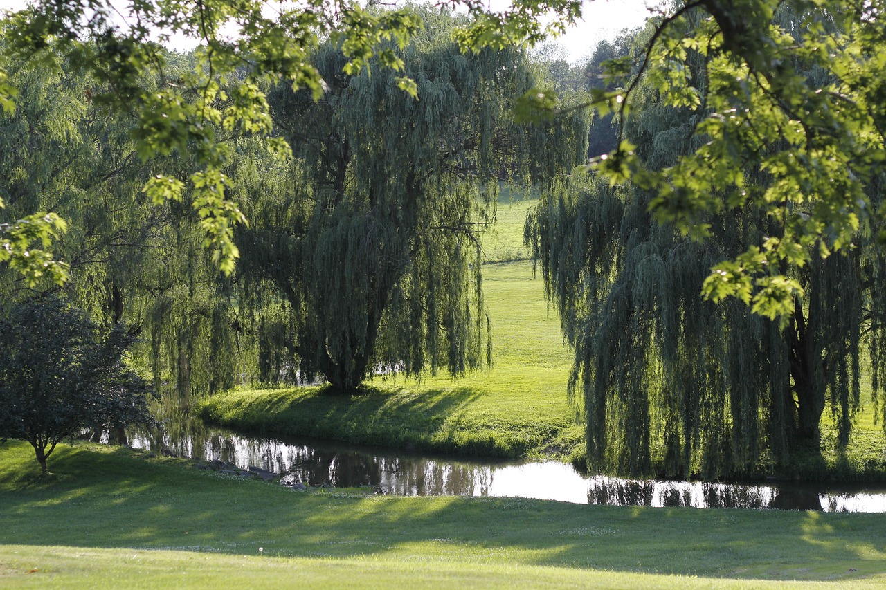 weeping willows willows stream free photo