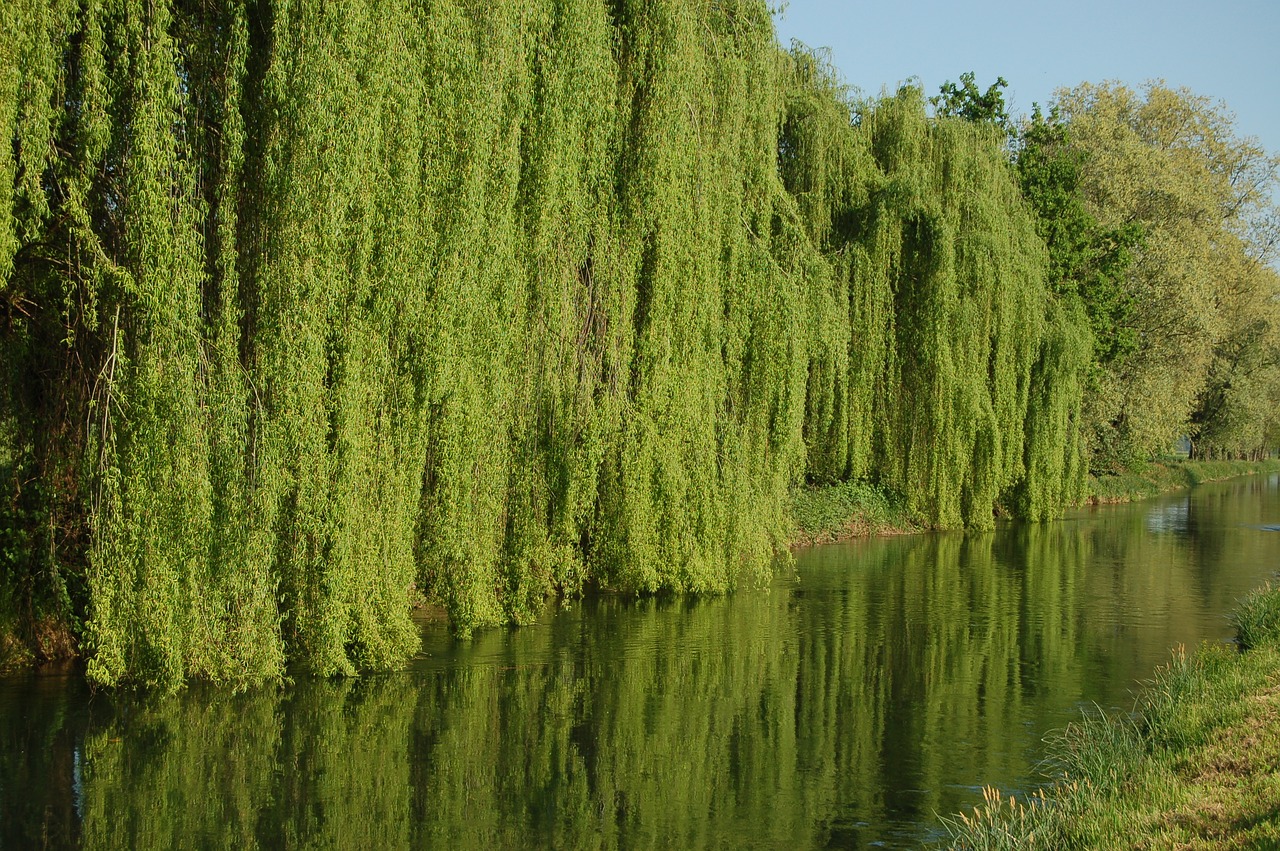weeping willows  salix babylonica  tree free photo