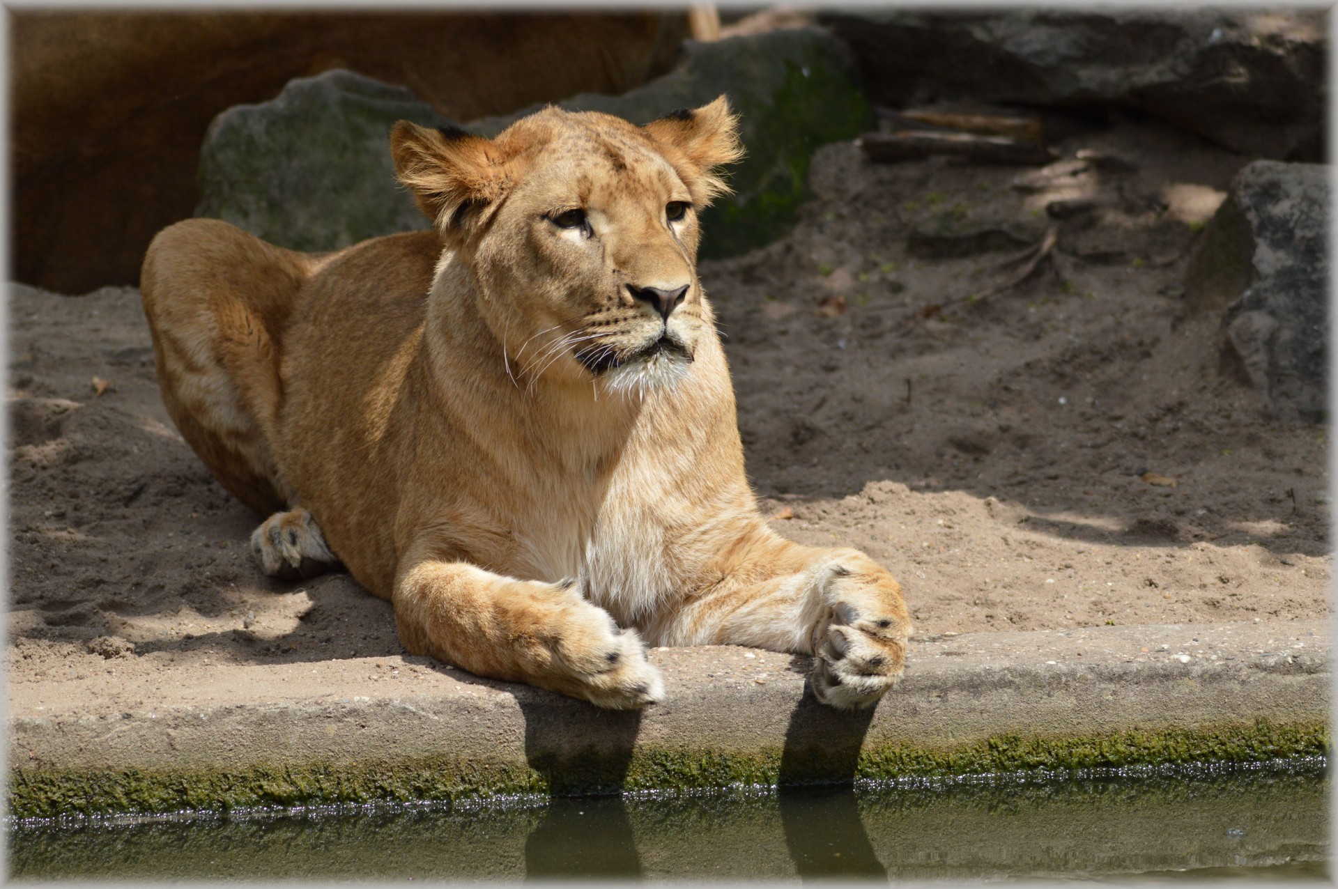 lion lioness wildlife free photo