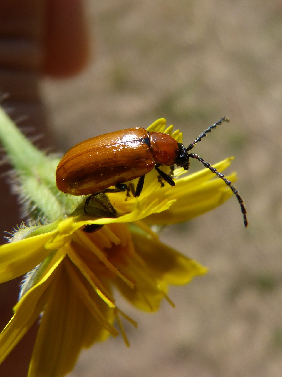 weevil beetle diptera free photo