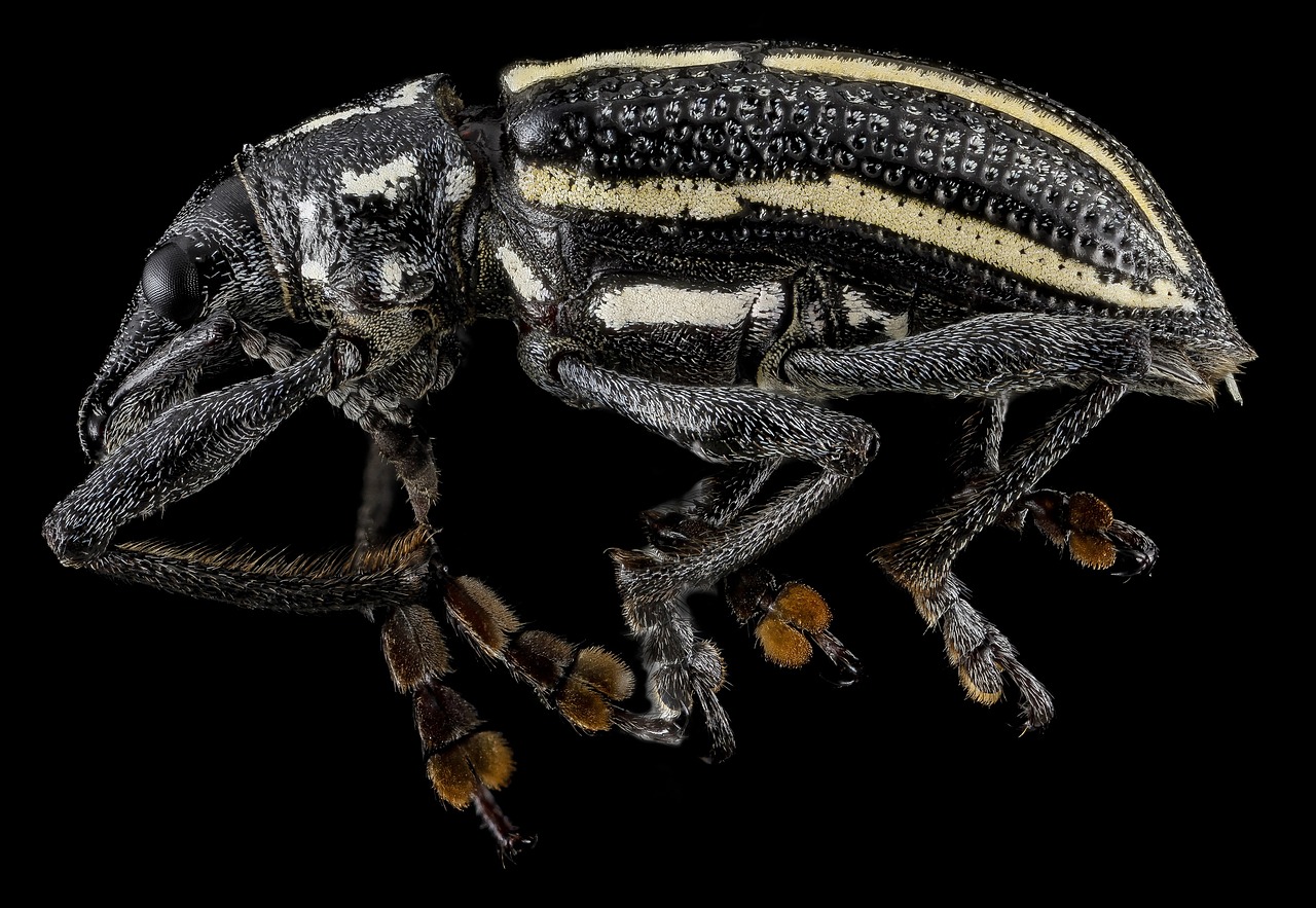 weevil macro insect free photo