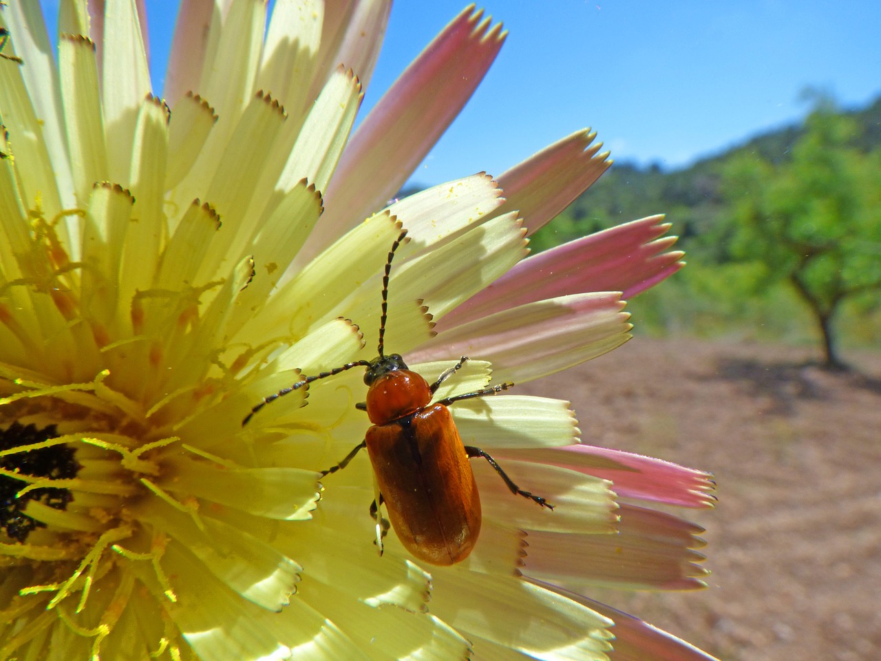 weevil beetle diptera free photo
