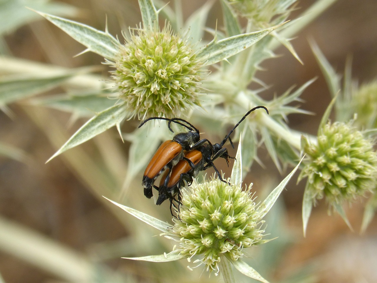 weevil orange beetle reproduction free photo