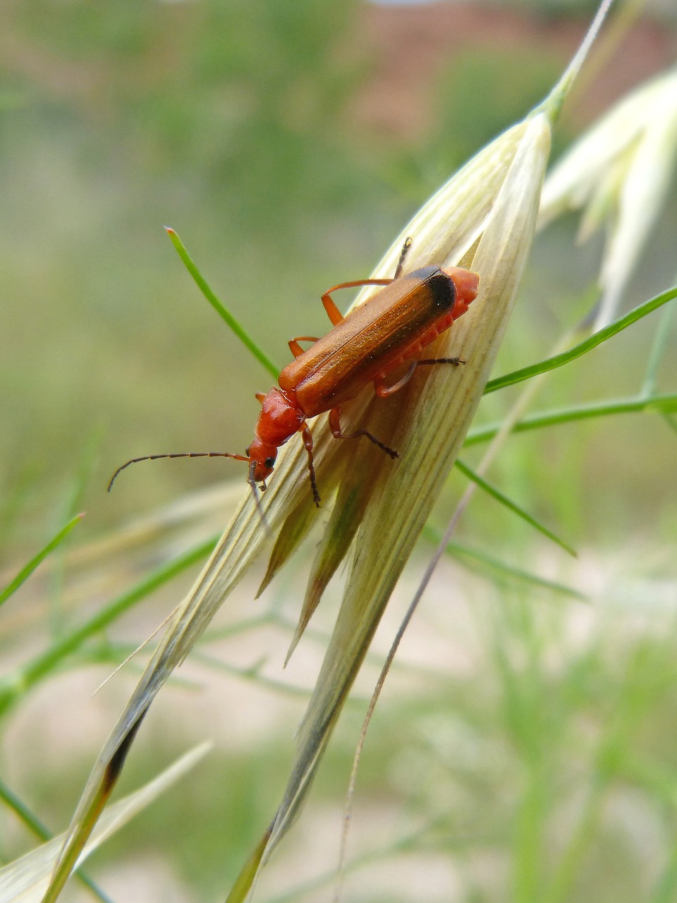 weevil  orange beetle  coleoptera free photo