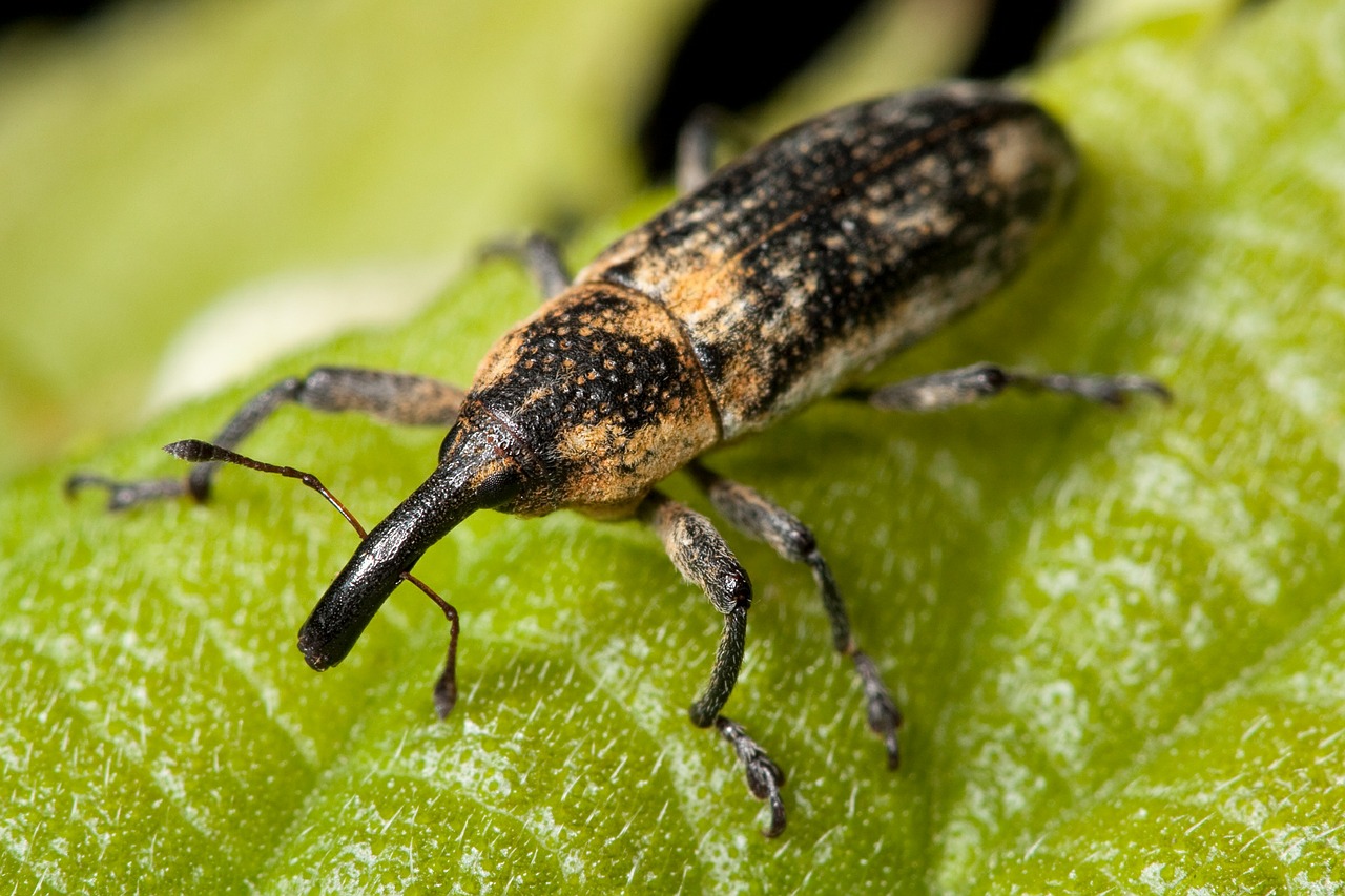 weevil bug insect free photo