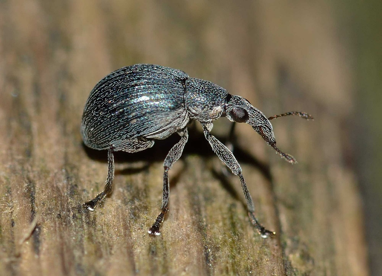weevil insects beetle free photo