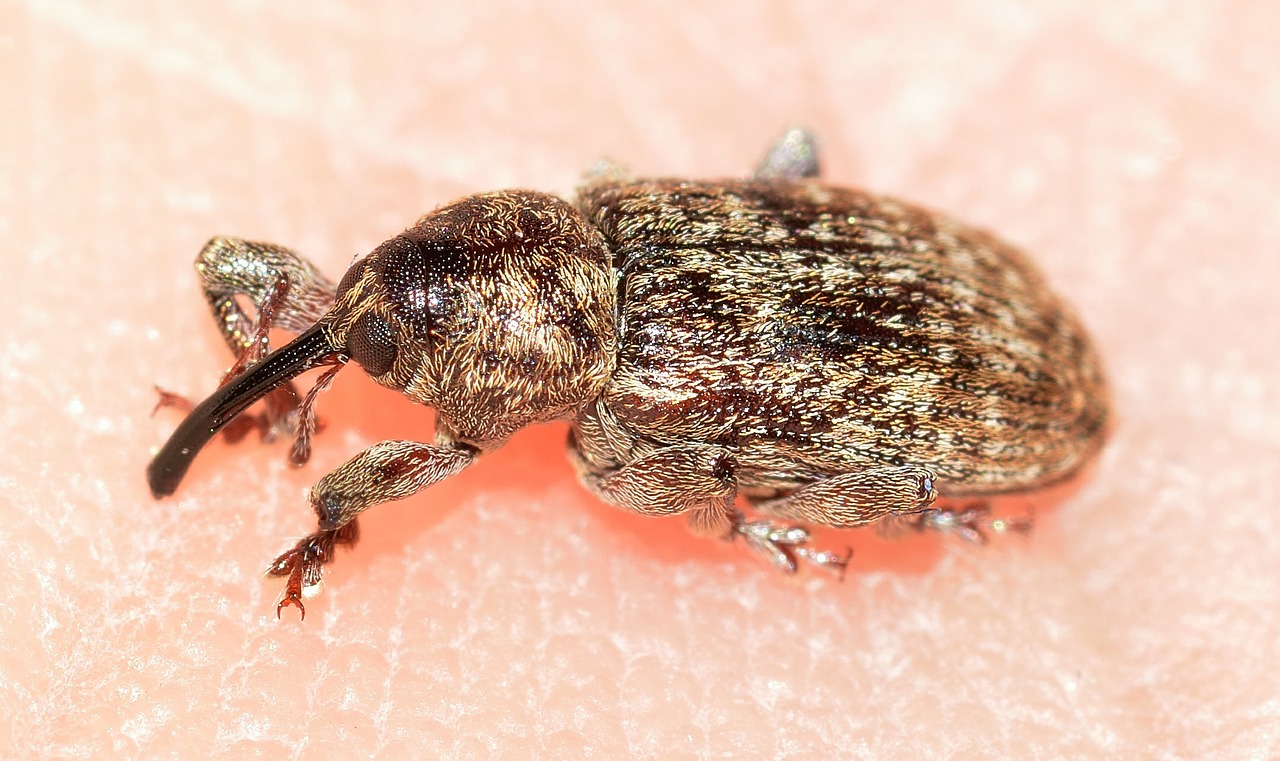 weevil beetles insects free photo