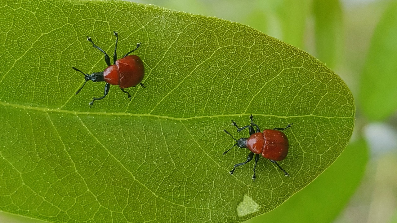 weevils bugs beetles free photo