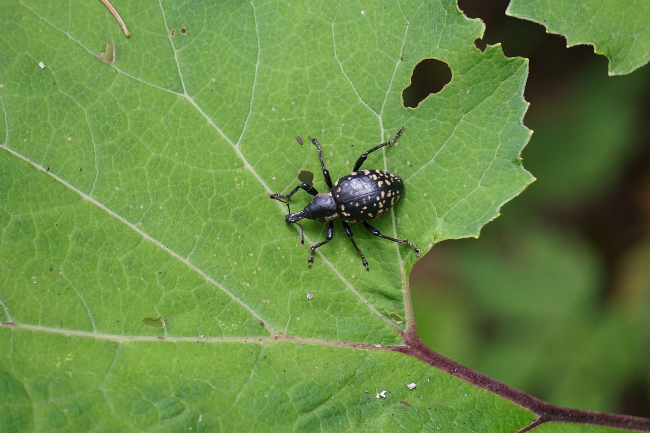 weevils beetle proboscis free photo