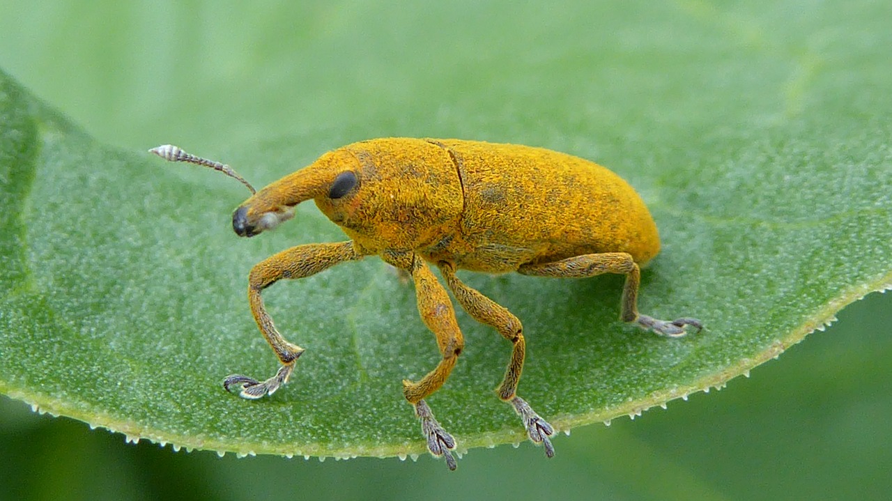 weevils  yellow  insect free photo