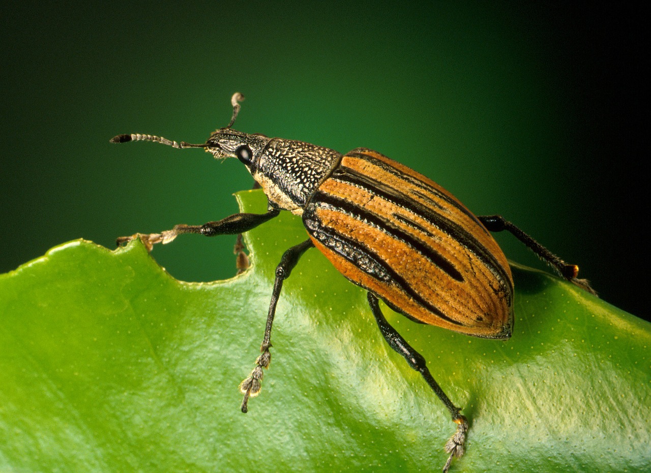 weevils beetle diaprepes abbreviatus free photo