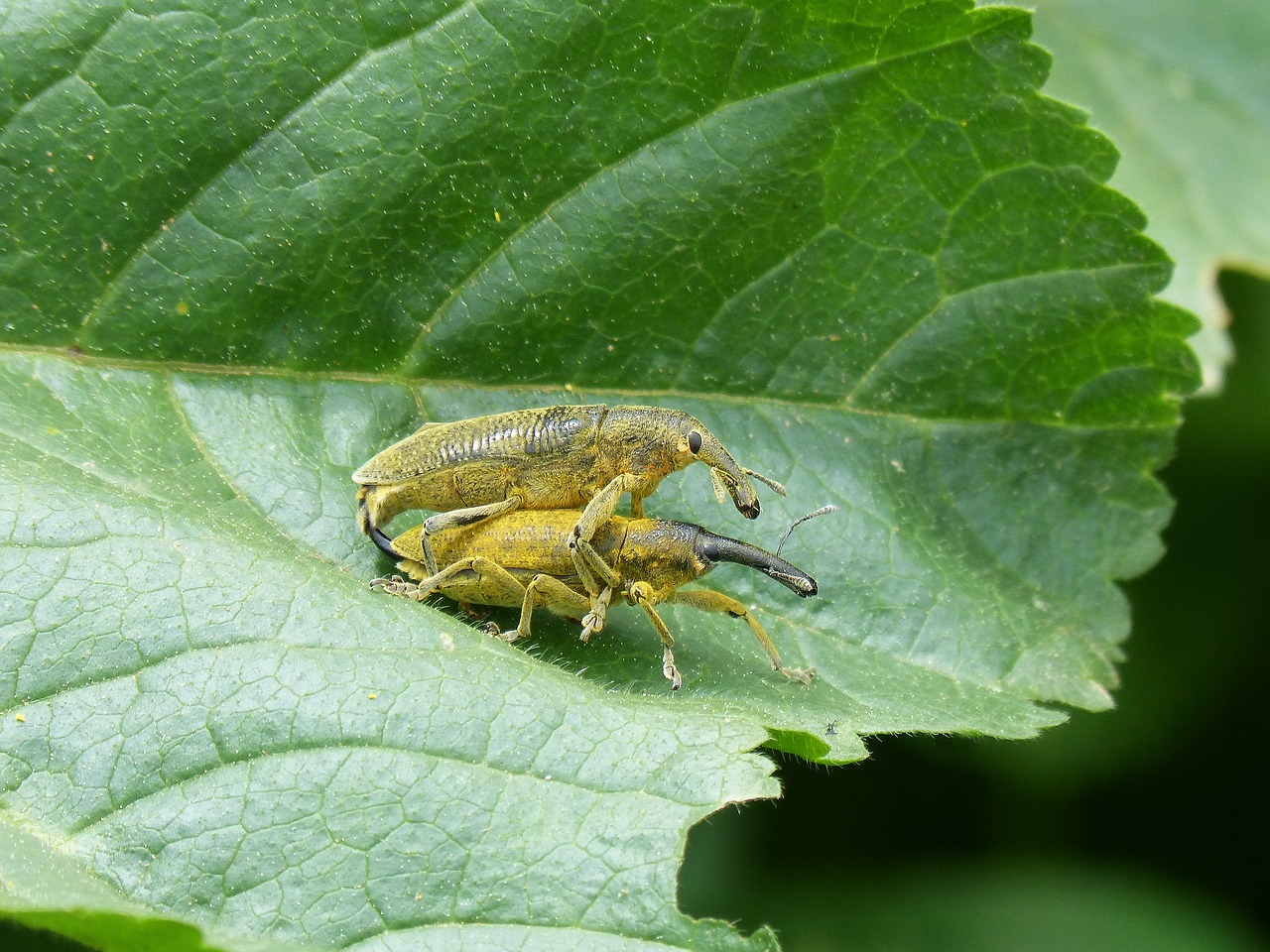 weevils of the mauves  beetle mallows  leaf free photo